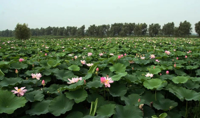 008PG����(�й���)-�ٷ���վ